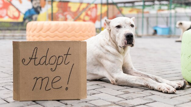 Lindo perro en el refugio sentado junto a adoptarme firmar