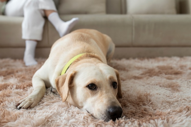 Lindo perro relajante en casa