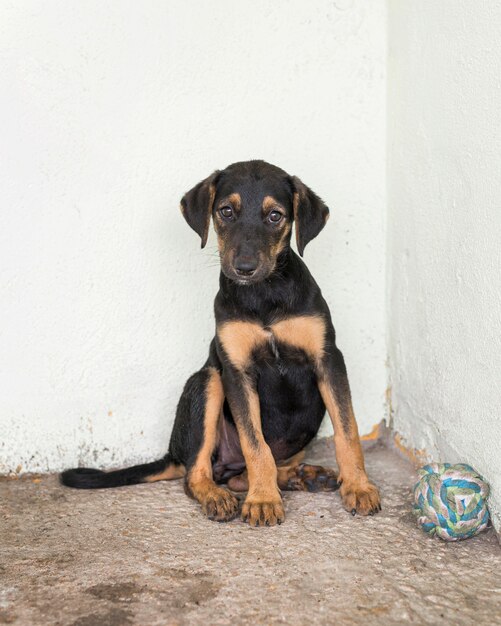 Lindo perro de rescate en el refugio esperando a acoger