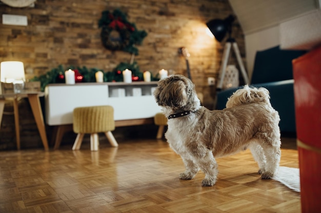 Lindo perro en la sala de estar durante el día de Navidad