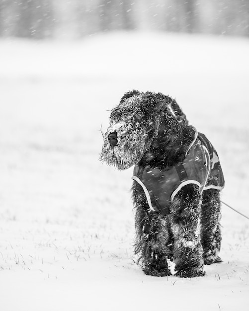 Lindo perro Schnoodle doméstico negro jugando en la nieve.