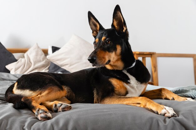 Lindo perro sentado en la cama