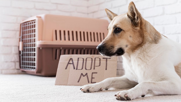 Lindo perro sentado cerca de adoptarme banner