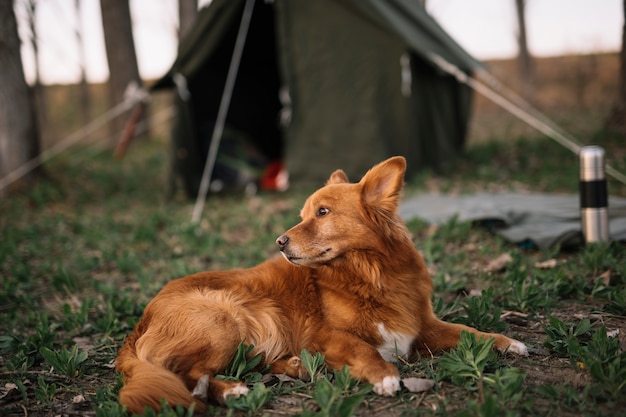 Lindo perro sentado en el césped