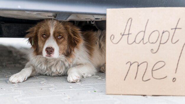 Lindo perro sentado debajo del coche al aire libre con el signo de adoptarme