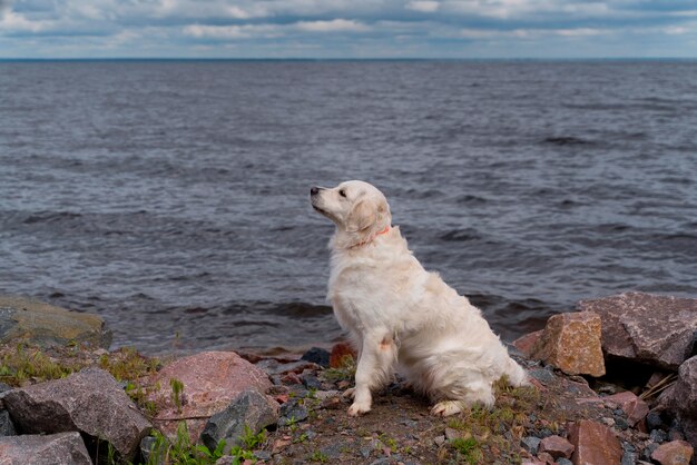 Lindo perro sentado junto al agua