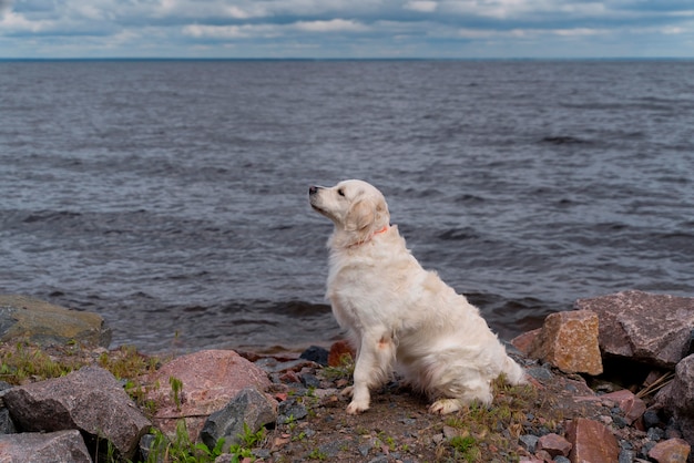 Lindo perro sentado junto al agua