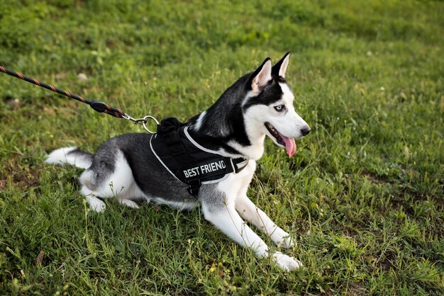 Lindo, perro, sentado, en, pasto o césped