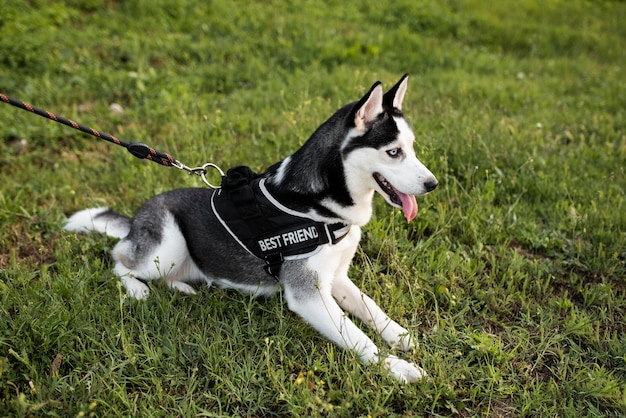 Lindo, perro, sentado, en, pasto o césped