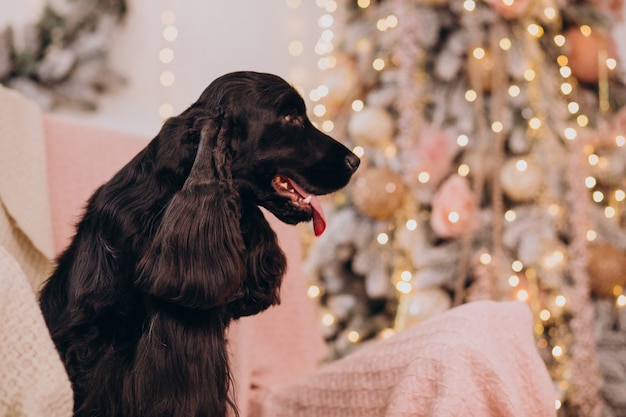 Lindo perro sentado en una silla por el árbol de Navidad