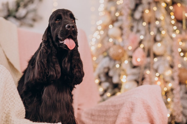 Lindo perro sentado en una silla por el árbol de Navidad