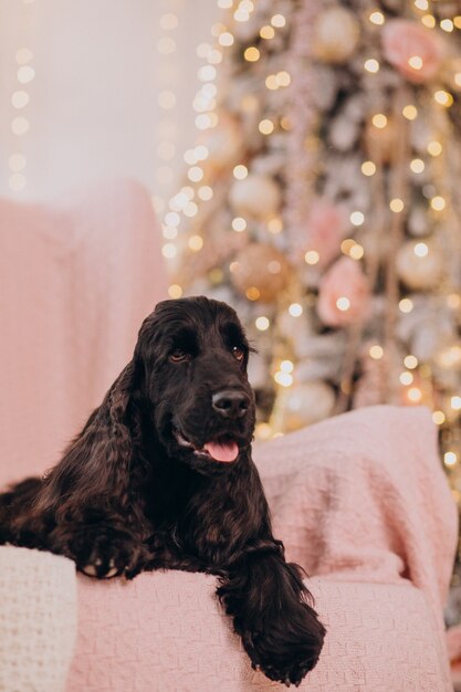 Lindo perro sentado en una silla por el árbol de Navidad