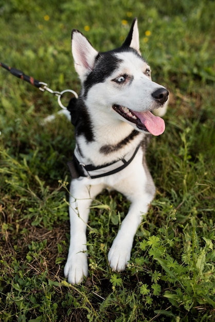 Foto gratuita lindo perro sentado sobre la hierba al aire libre