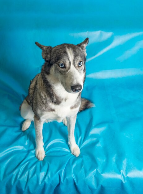 lindo perro sentado en la superficie azul