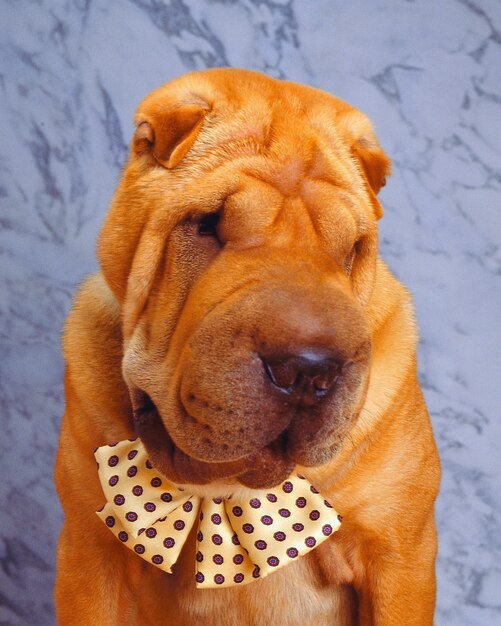 lindo perro Shar-Pei con pajarita