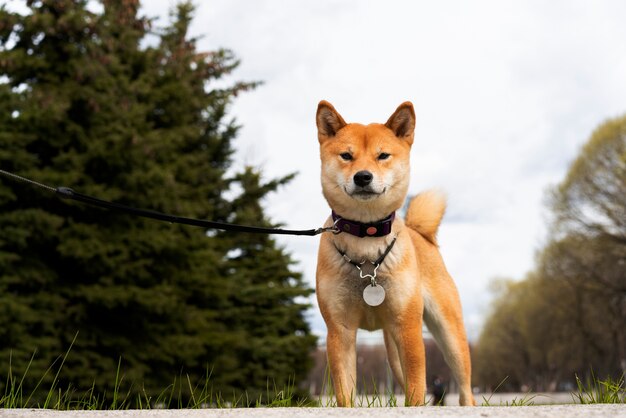 Lindo perro shiba inu de ángulo bajo