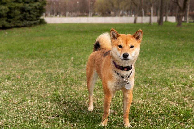 Lindo perro shiba inu en el parque