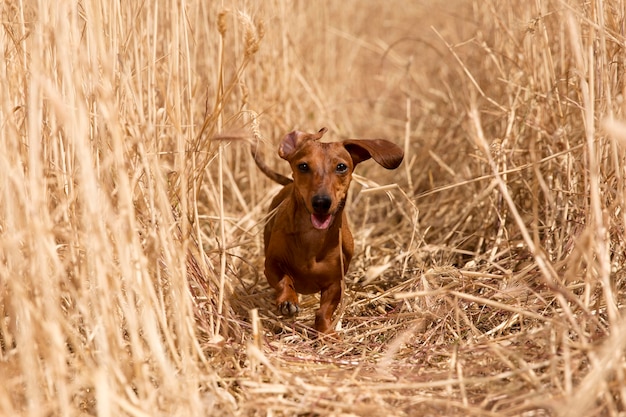 Lindo perro sonriente afuera