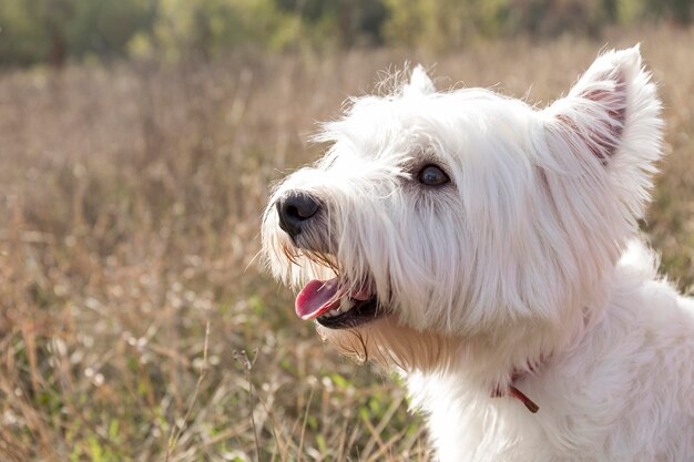 Lindo perro sonriente al aire libre