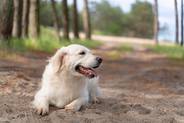 Lindo perro sonriente al aire libre