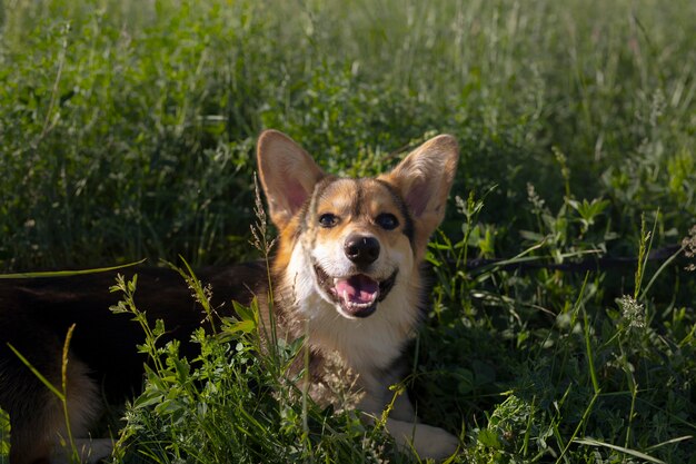Lindo perro sonriente al aire libre