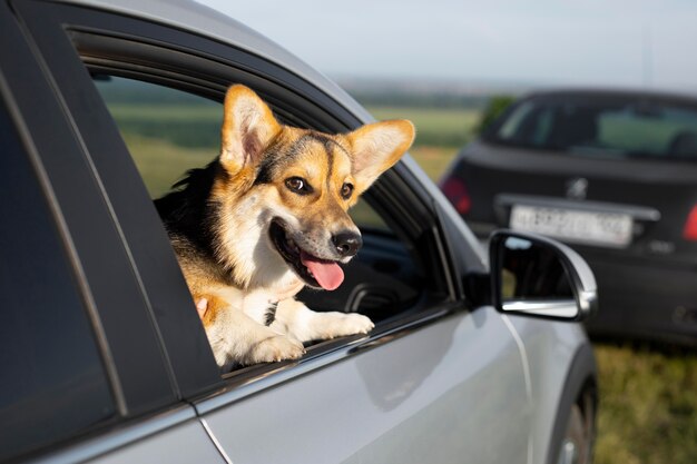 Lindo perro sonriente con cabeza por la ventana