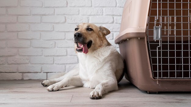 Lindo perro sonriente cerca de la perrera