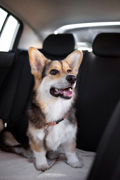 Lindo perro sonriente dentro del coche