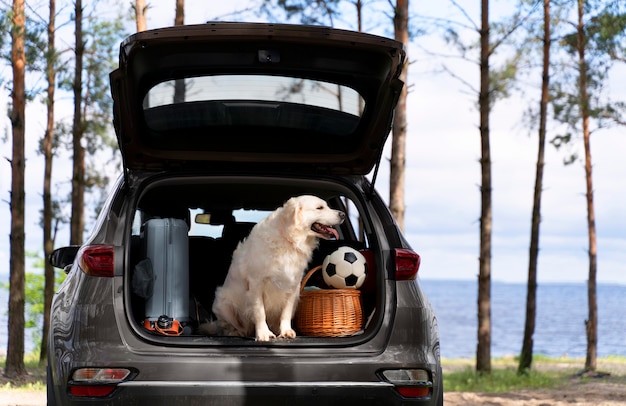 Lindo perro sonriente en el maletero del coche