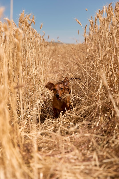 Foto gratuita lindo perro sonriente en la naturaleza