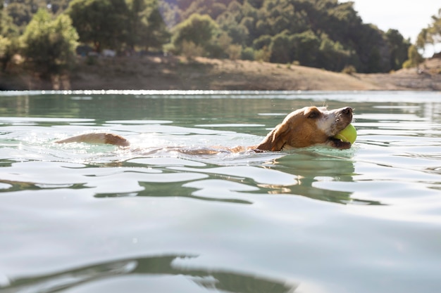 Lindo perro sosteniendo una pelota y nadando en el agua