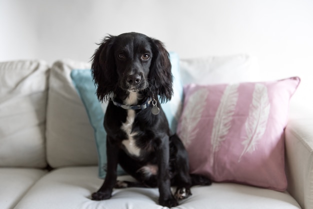 Lindo perro spaniel negro sentado en el sofá