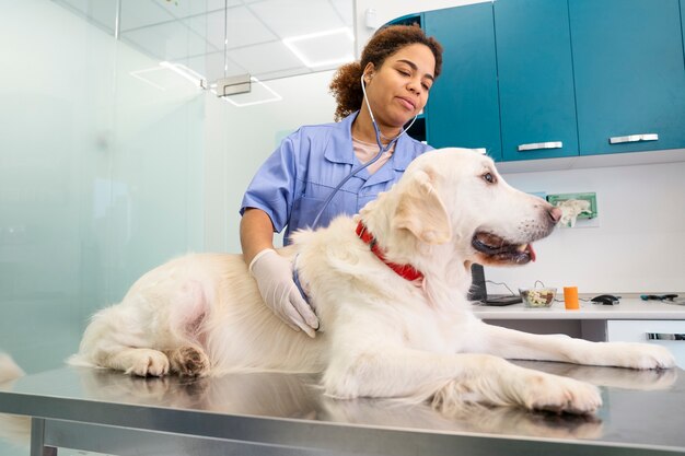 Lindo perro de tiro medio en la clínica veterinaria