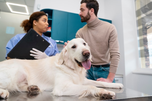 Lindo perro de tiro medio en la clínica veterinaria.