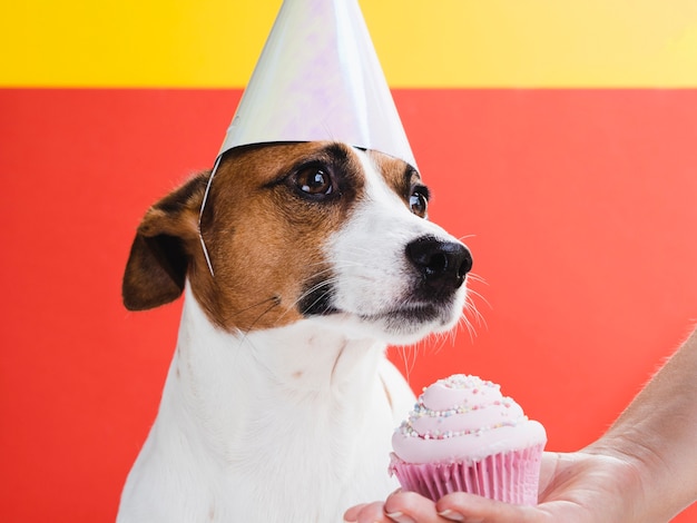 Foto gratuita lindo perro tratado con un delicioso cupcake