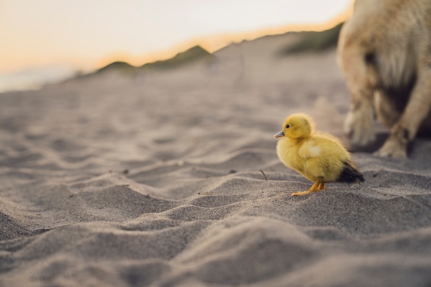 Lindo pollito y perro en la playa