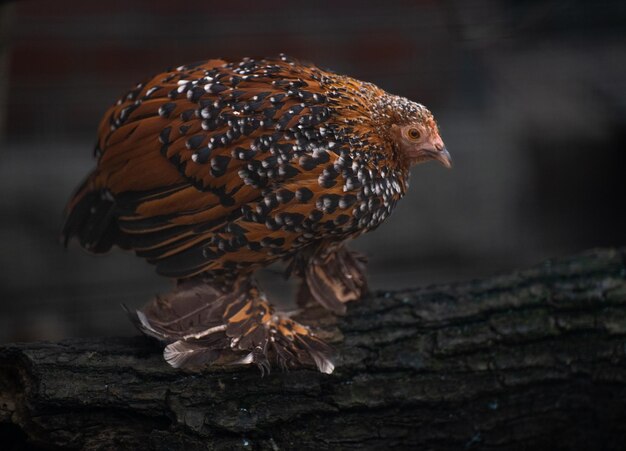 Lindo pollo marrón holandés Booted Bantam parado en el tronco de un árbol