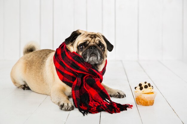 Lindo pug con bufanda a cuadros cerca de cupcake