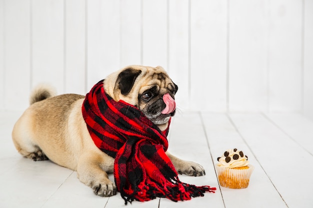 Lindo pug con bufanda a cuadros y lamiendo su nariz cerca de cupcake