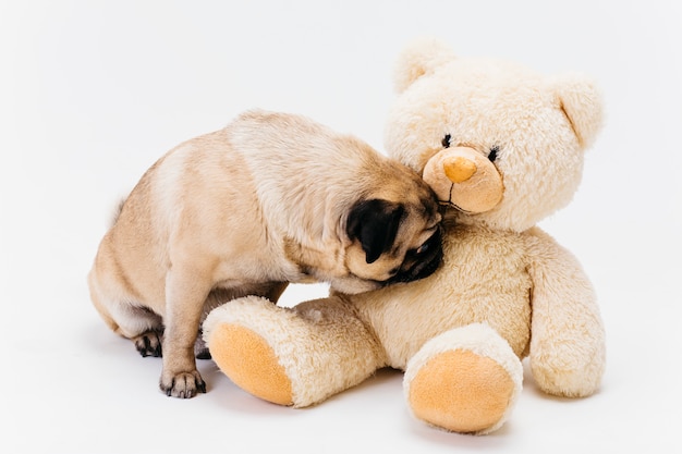 Lindo pug olfateando gran oso de peluche leonado