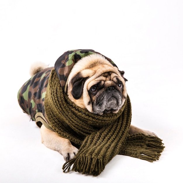 Lindo pug en ropa militar y bufanda