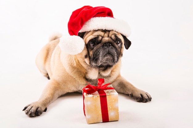 Lindo pug con sombrero de santa y colocación de regalos