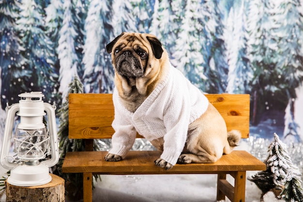 Lindo pug en suéter en banco