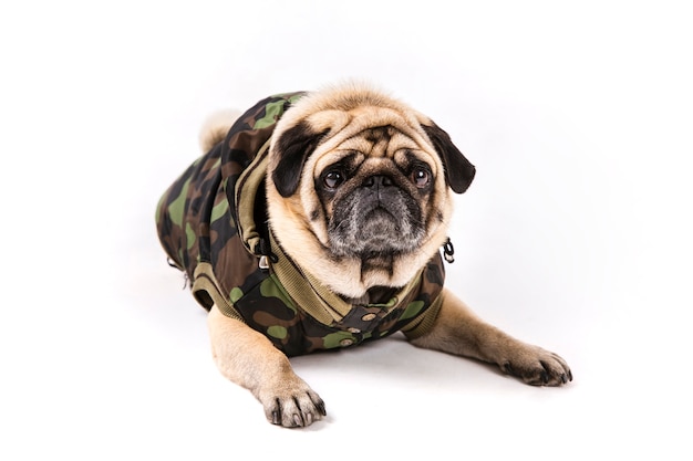 Foto gratuita lindo pug tendido en ropa militar