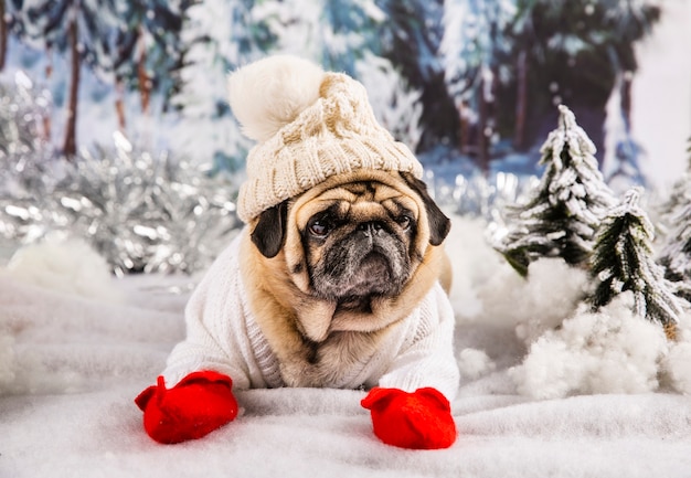 Foto gratuita lindo pug vistiendo gorro y guantes suéter