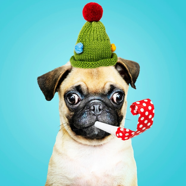 Lindo pug vistiendo un gorro verde con un cuerno de fiesta