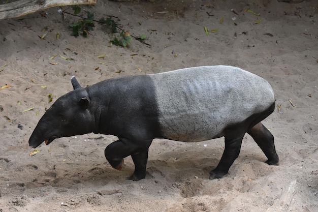 Lindo tapir caminando con la boca abierta