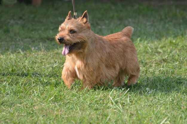 Lindo terrier Glen of Imaal con la lengua fuera.