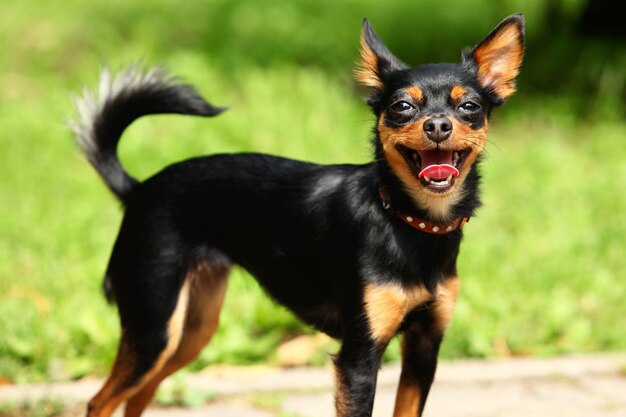 Lindo terrier de juguete en el parque