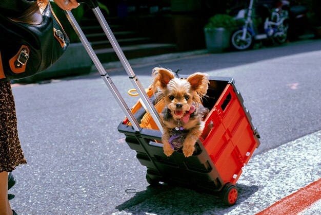 Lindo Yorkshire Terrier transportado en la canasta de plástico